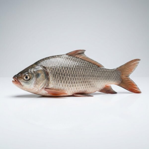 Catla Fish