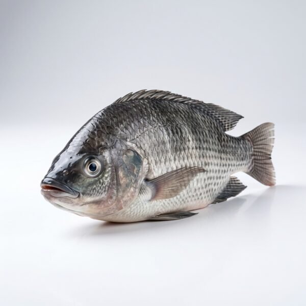 Tilapia Fish